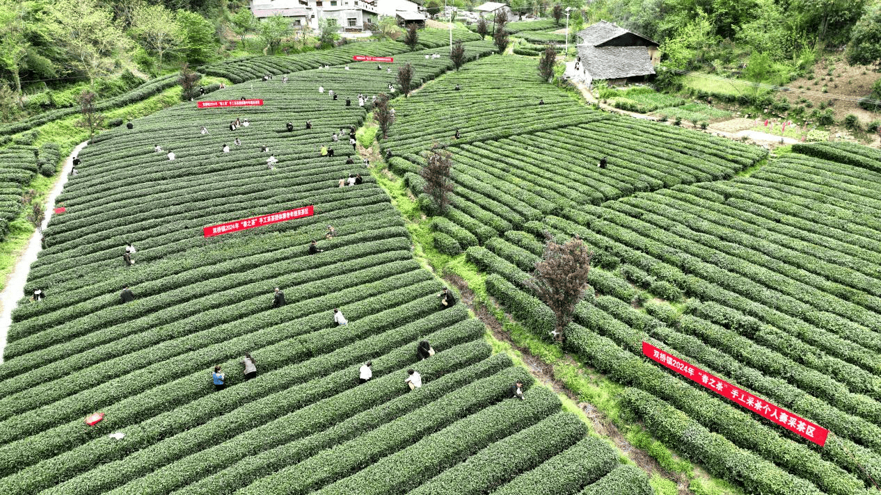 陕西紫阳：茶叶加工忙 茶香浸陕南  第1张