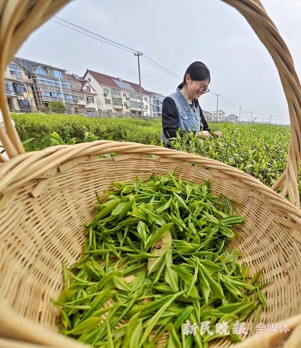 本地茶叶采摘忙，沪枫茶园采茶 第1张