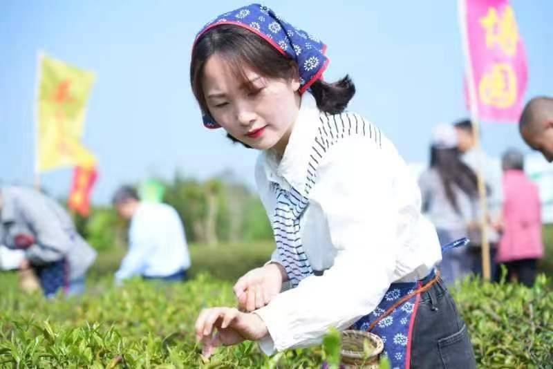 遂宁船山：一片茶叶串起“农文旅融合”产业链  第1张