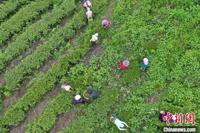 西藏察隅：茶叶飘香 村民增收  第1张