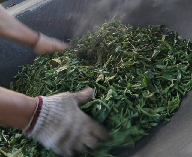 茶叶的干燥方法与技术(茶叶干燥剂泡水喝了会怎样) 第1张