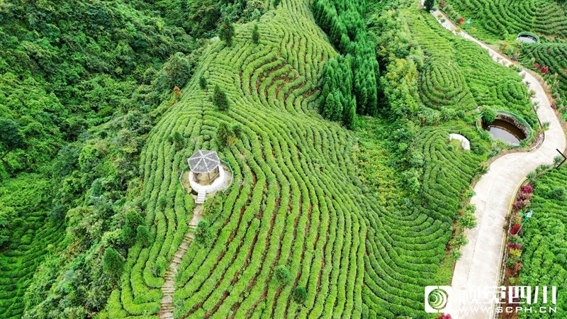 中国茶园的种植技术与生态环境保护(中国茶园的种植技术与生态环境保护研究) 第1张
