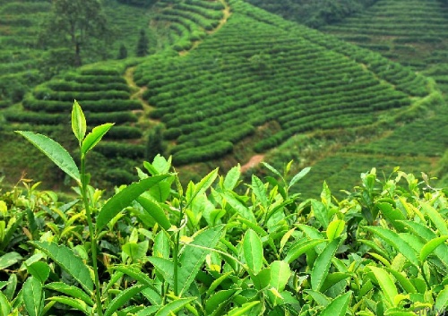 百茗茶叶金骏眉金骏眉红茶(金骏眉茶叶好还是白茶好) 第1张