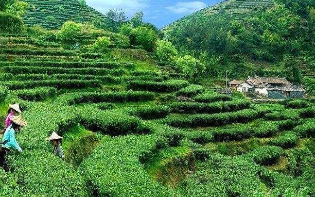 百茗茶叶金骏眉金骏眉红茶(金骏眉茶叶好还是白茶好) 第2张