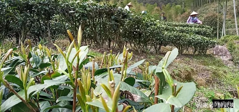 金骏眉茶叶茶农(金骏眉茶叶是好茶叶吗) 第2张