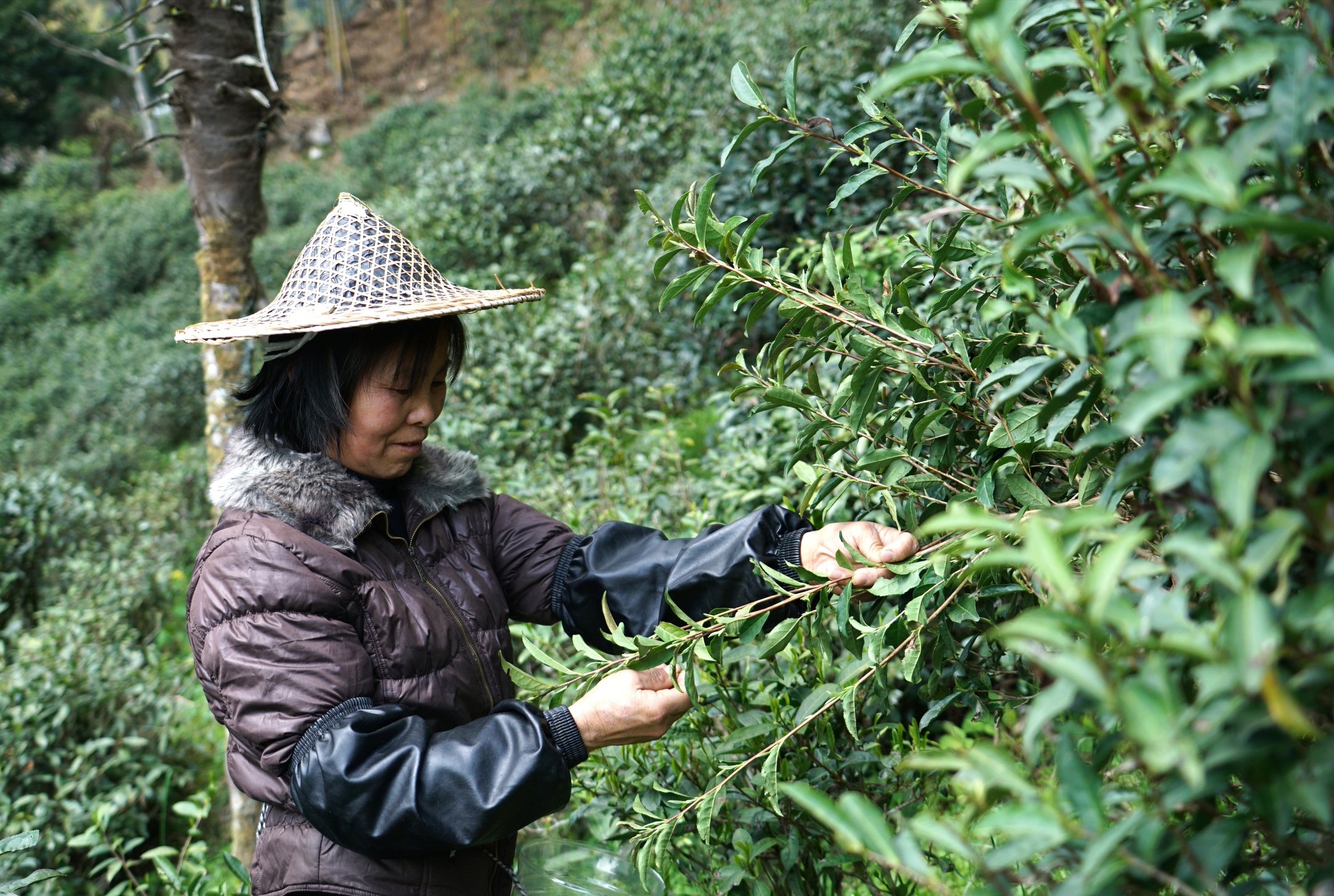 金骏眉茶叶市场(金骏眉茶厂) 第2张