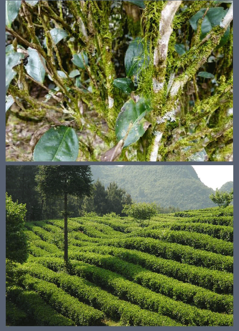 金骏眉茶叶有绿色(金骏眉有绿色的吗) 第1张