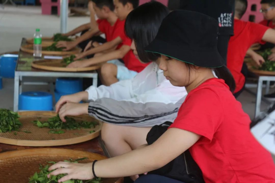 社会实践体验茶文化(茶文化暑期社会实践报告) 第1张