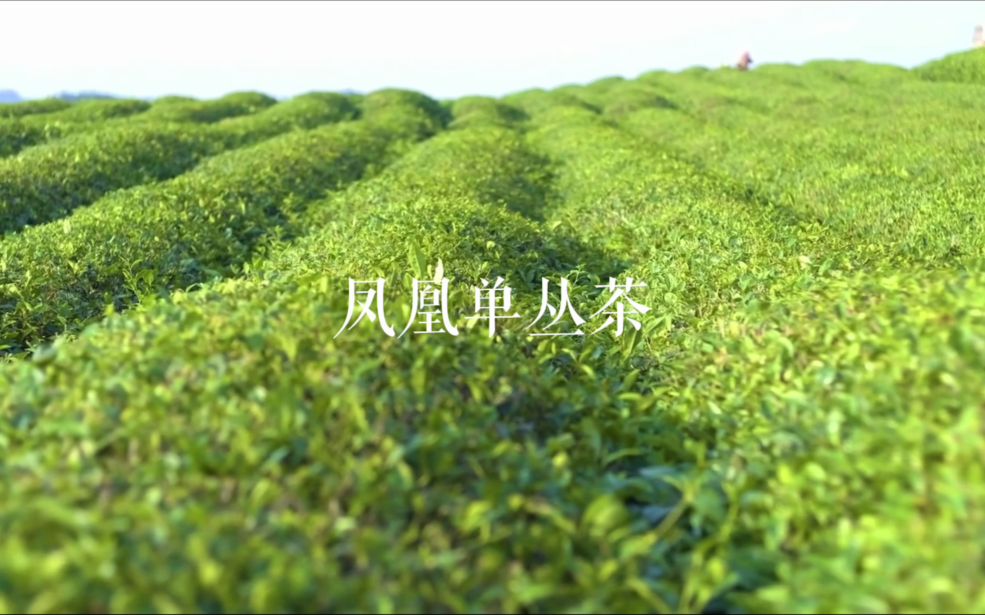 凤凰茶叶品牌推广(凤凰 茶叶) 第1张
