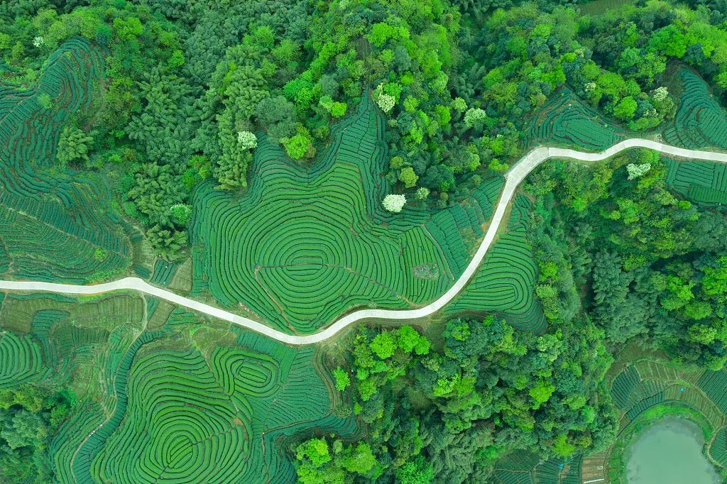茶文化旅游推广渠道(茶文化旅游项目策划方案) 第2张