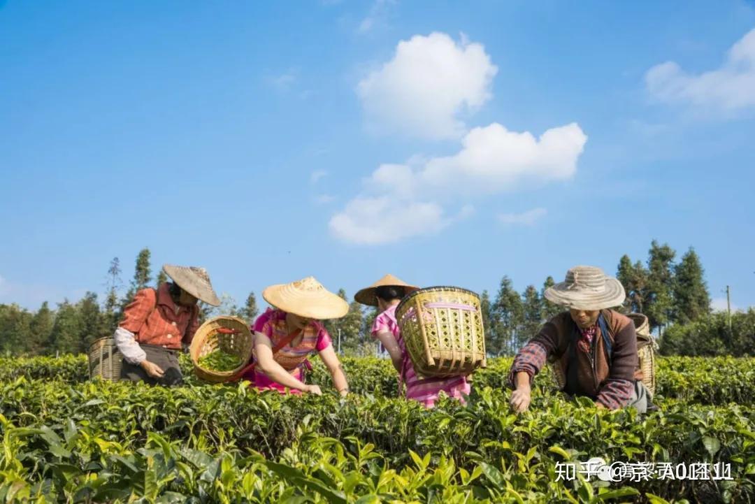 腾冲民族茶文化特色(腾冲当地盛产哪些茶叶) 第2张