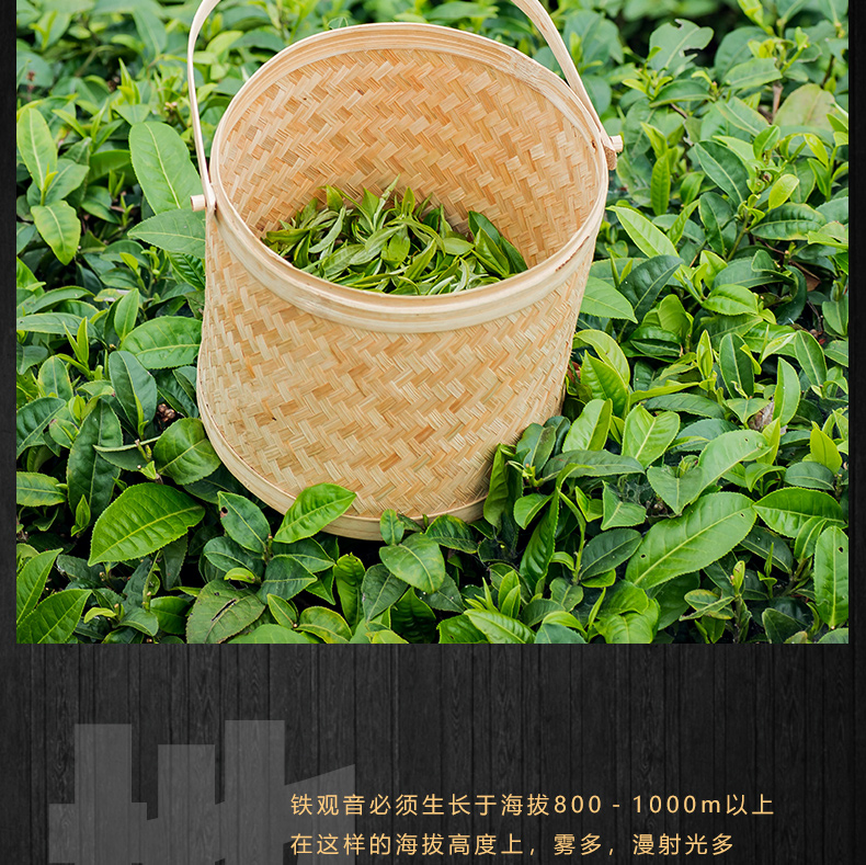 枞阳铁观音茶叶品牌(铁观音是安徽产的茶叶吗) 第1张